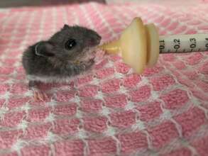 Give Orphaned and Injured Wildlife a Second Chance