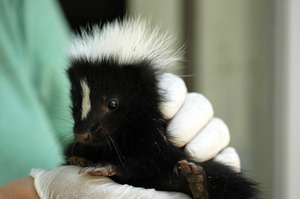 Baby Skunk Recovering