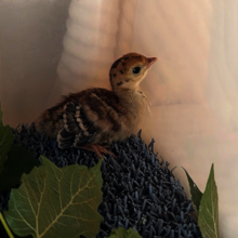 Wild Turkey poult