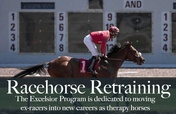 Help A Retired Race Horse Become A Therapy Horse!