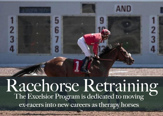 Help A Retired Race Horse Become A Therapy Horse!