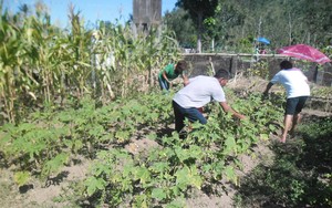 farmers harvesting their vegetables