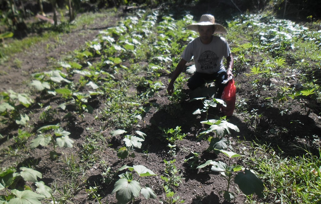 A farmer shows off his plotted vegetable garden
