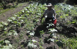 A farmer shows off his plotted vegetable garden