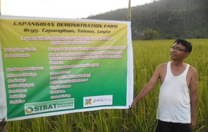 planting rice through organic farming technologies
