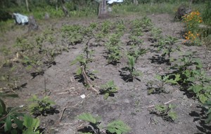 Vegetable garden after typhoon Senyang and Ruby