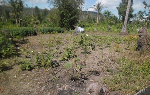 Demo farm damaged by typhoon Senyang and Ruby