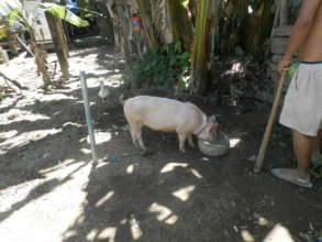 hog raising