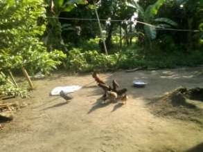 Typical backyard poultry through soft loans