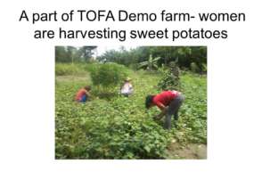 women harvesting crops at the demofarm