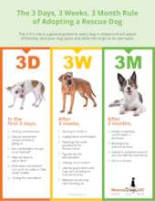 3-3-3 rule for rescues