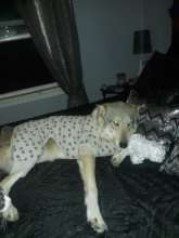 Ace wears pajamas