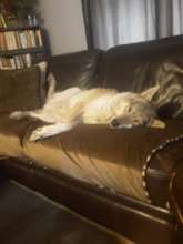 Ace relaxing