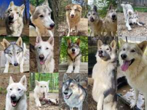 Some of our Adopted animals