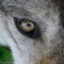 Aries Eye