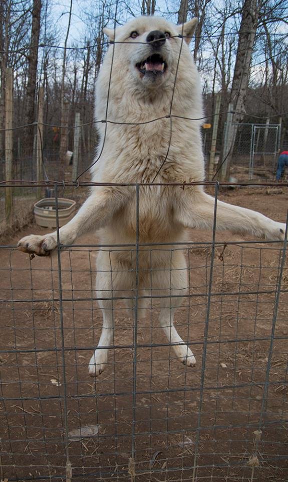 Banjo excitedly dancing for his dinner!