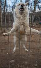 Banjo excitedly dancing for his dinner!