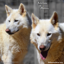 Bella Luna and Anthony