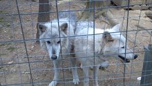 Cyrus and Ursa in new home