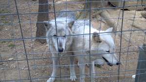 Cyrus and Ursa in NC
