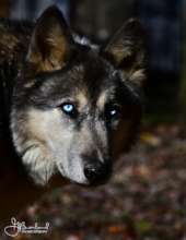 D'Artagnan