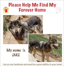 Jake looking for a home with experience