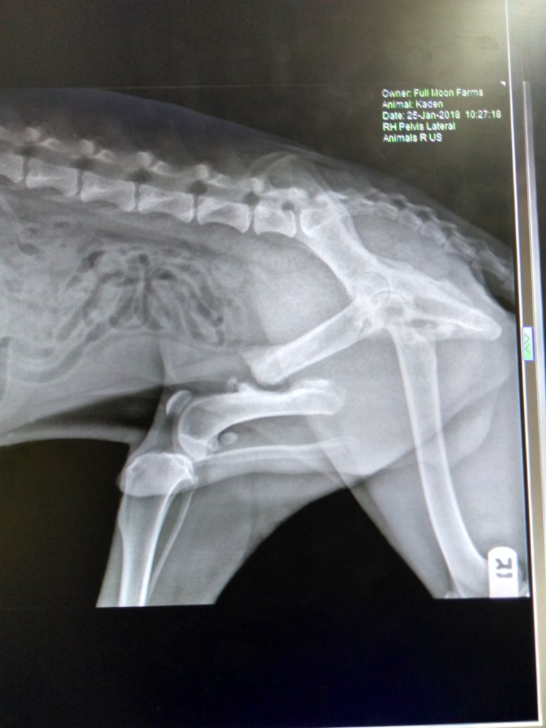 Kaden x-ray