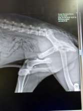 Kaden x-ray