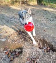 Miss Lady and her new ball