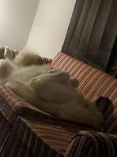 Louie has his own couch!