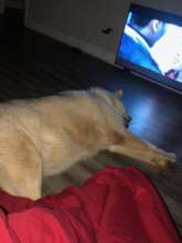 Louie sleeps with the TV on.