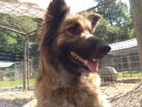 Meg the GSD
