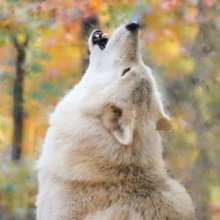 Mya Will Howl for Food