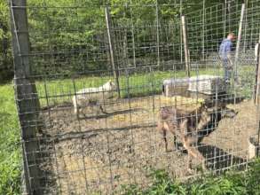 These animals are now with a trainer!
