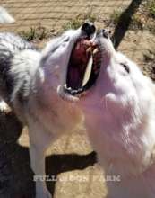 My mouth is bigger than your mouth duet