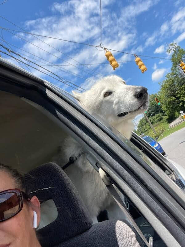Phoenix going for a ride to the river to swim
