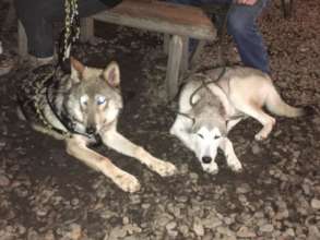 Roux and Finnegan socializing lesson