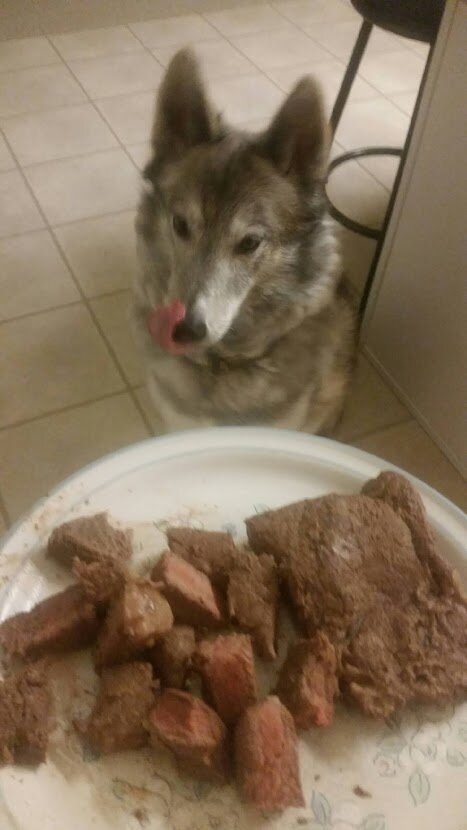 Rudy Happy Gotcha Day
