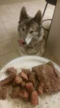 Rudy Happy Gotcha Day