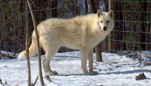 Tatanka strutting in the snow