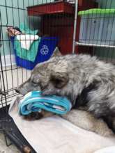 Theran, post neuter, showing his thick coat