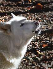 Winter Howling!