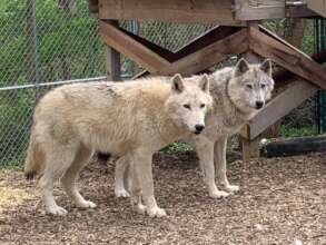 Yicha and Theran