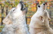 Will Howl for Food!