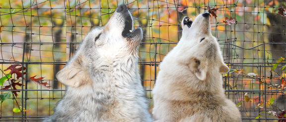 Will Howl for Food!