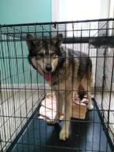 Prince at the Vet's for his Neuter!
