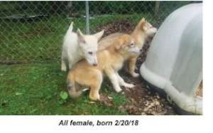 Puppies Girls Day 1