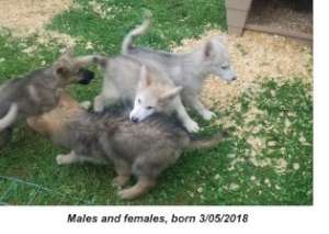 Puppies littles day 1