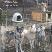 Wolfster, Tala, Luna and Freya