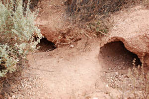Monitoring Wombat Warrens